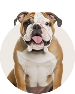English Bulldog