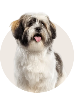 Lhasa Apso