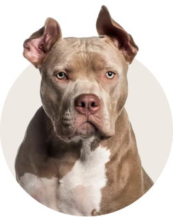 American Pit Bull