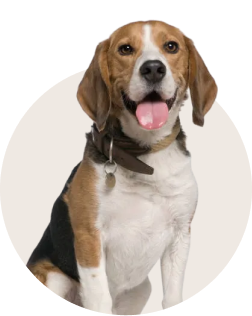 Beagle