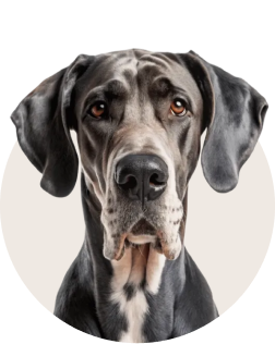 Great Dane