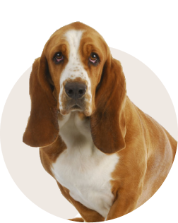 Basset Hound