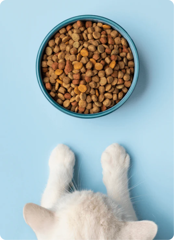 Pets Food