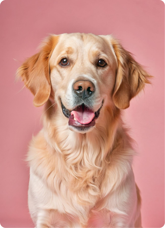 Pet Grooming