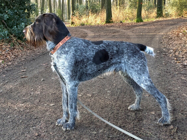 German Wirehaired Pointer