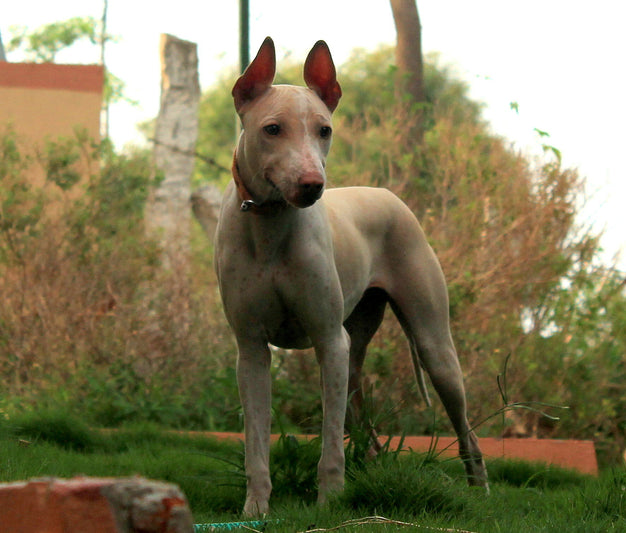 Jonangi