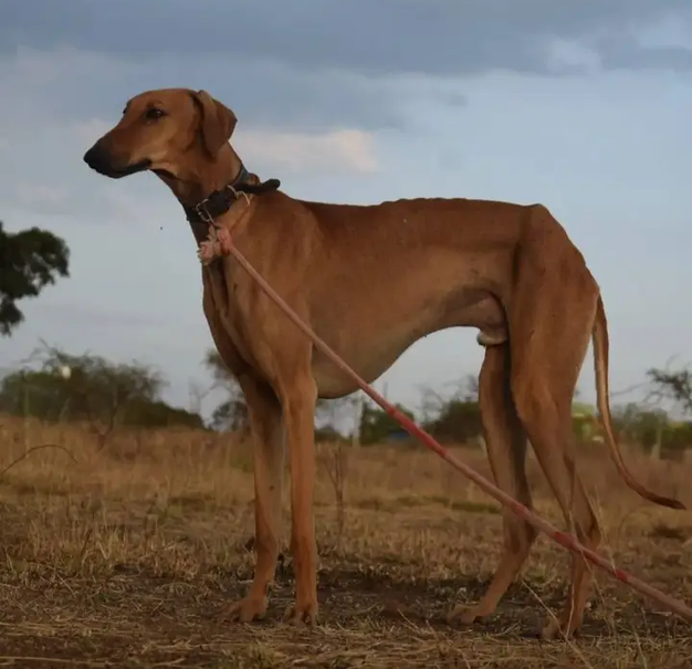 Mudhol Hound