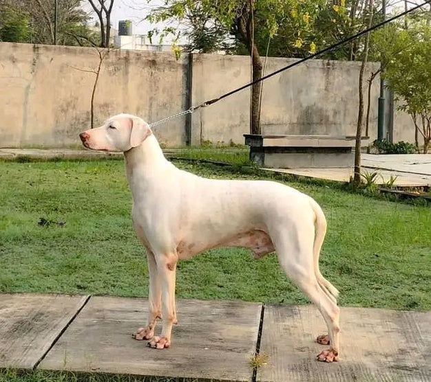 Rajapalayam